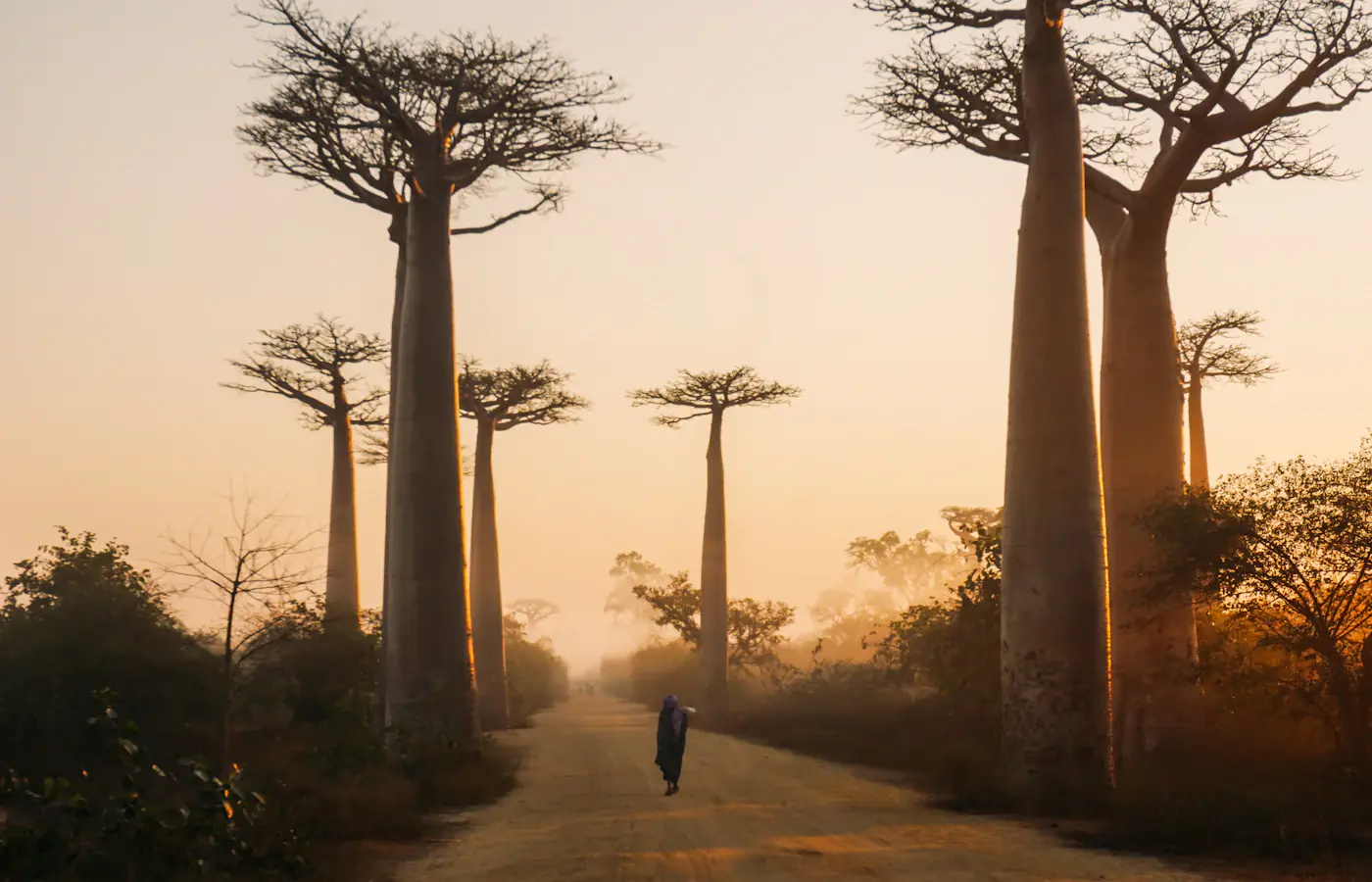 A dirt road lined with tall baobab trees outside Morondava, Madagascar