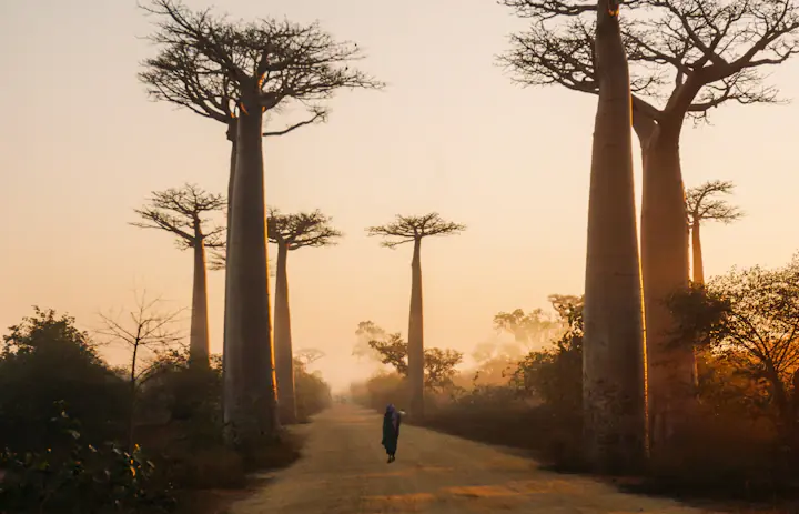 A dirt road lined with tall baobab trees outside Morondava, Madagascar